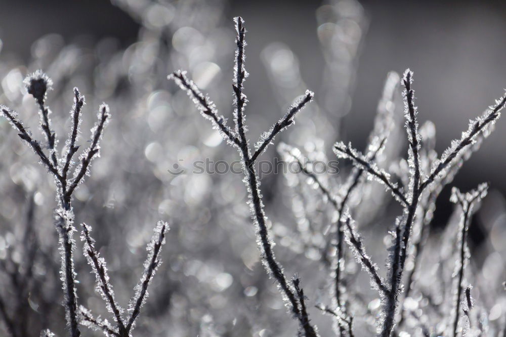 Similar – Foto Bild Eisblumenstrauß II Umwelt