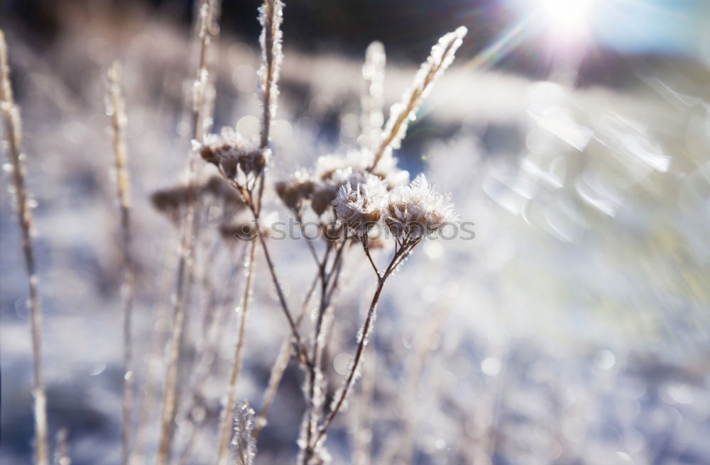 Image, Stock Photo Wheat I Environment Nature