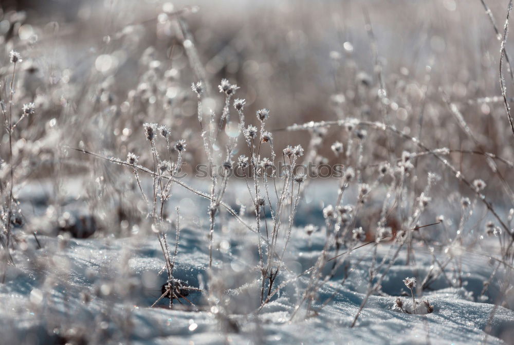 Similar – Image, Stock Photo grasses Senses Calm