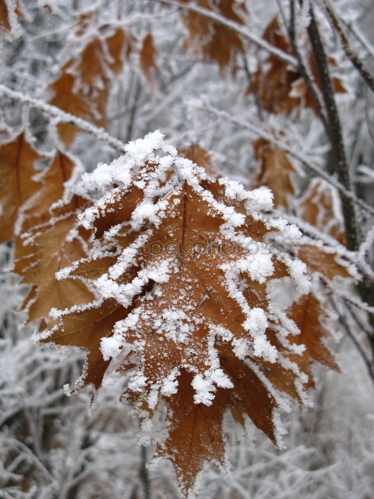 Similar – Image, Stock Photo Ice Age | crystal clear II