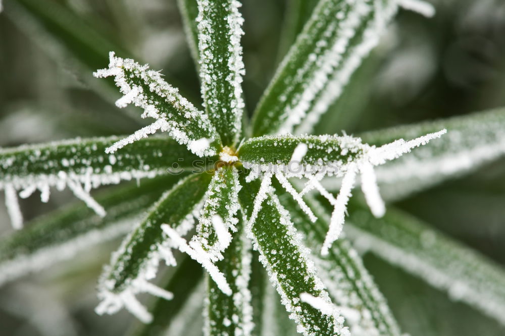 Similar – Close-up of ice crystals on nettle leaves