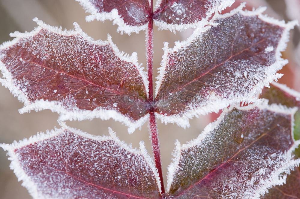 Amberry tree leaves, hoarfrost,