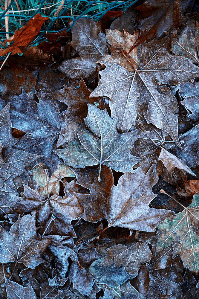 early autumn Leaf Dry