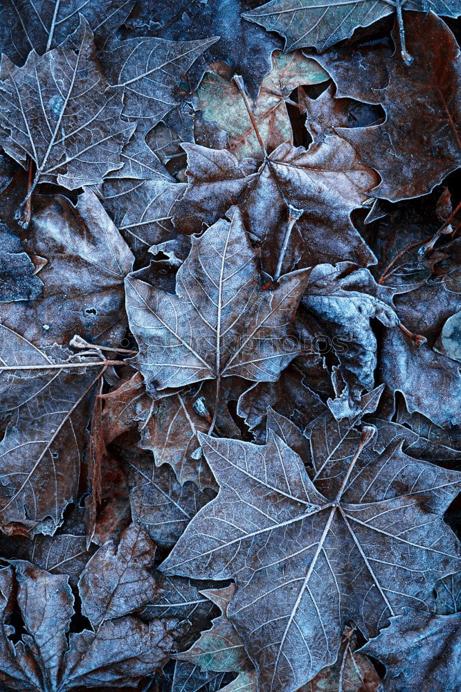 Similar – #A# winter leaves