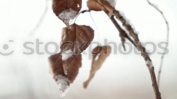 Similar – Blume im Frost Blüte