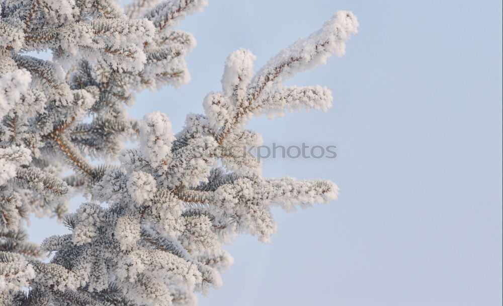 Similar – Image, Stock Photo Spruce snow at night