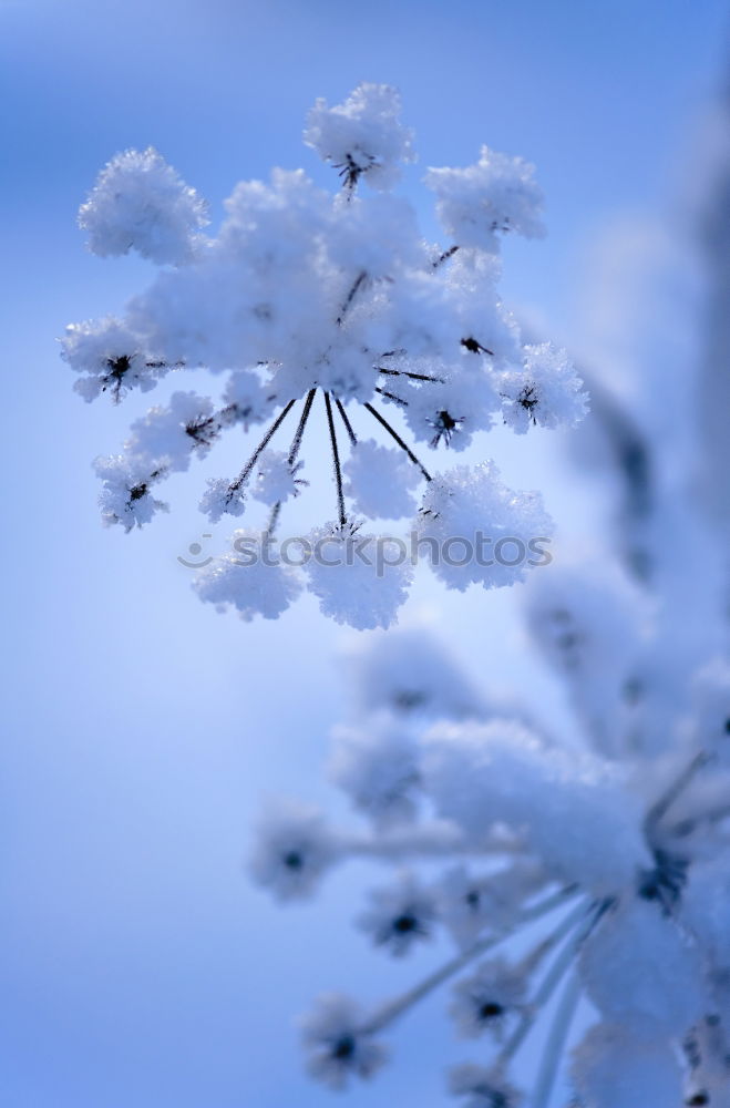 Similar – Image, Stock Photo Spring magic