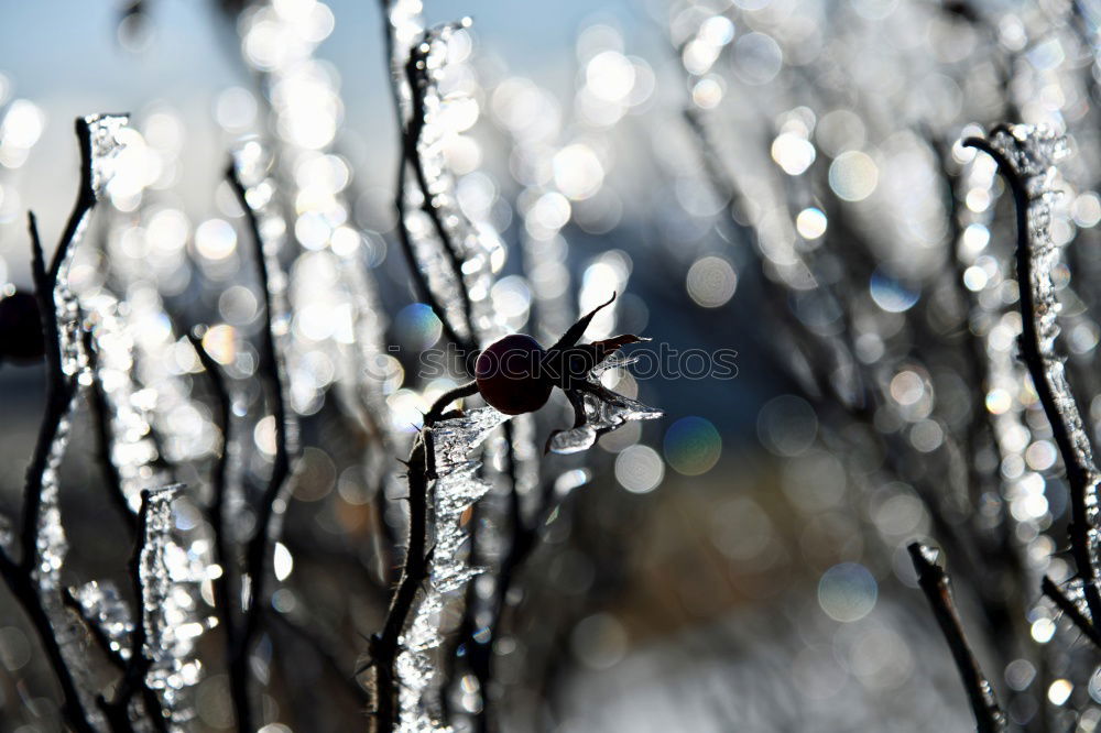 Similar – Image, Stock Photo Hoarfrost on blades of grass against a blue sky