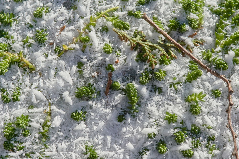 Similar – Image, Stock Photo The window to spring