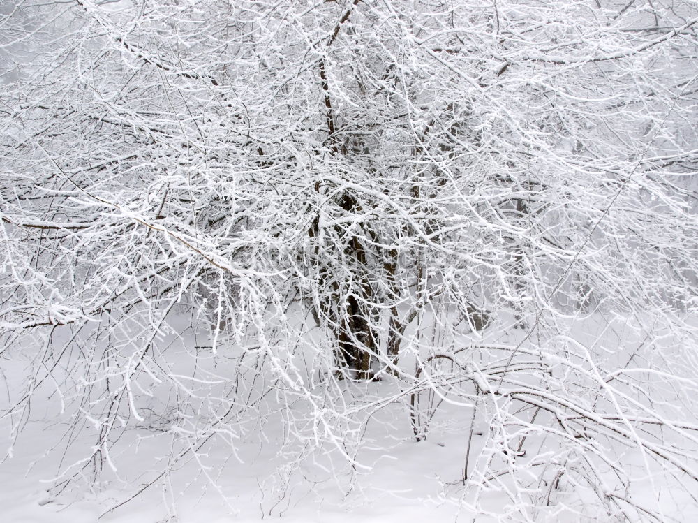 Similar – Image, Stock Photo Spruce snow at night