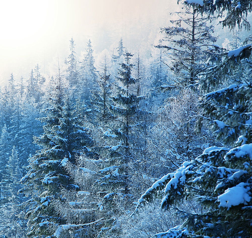 Similar – Image, Stock Photo On the way in the snowy forest