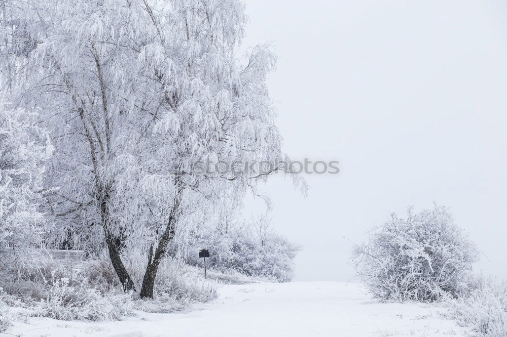 Similar – Image, Stock Photo Sunny winter day