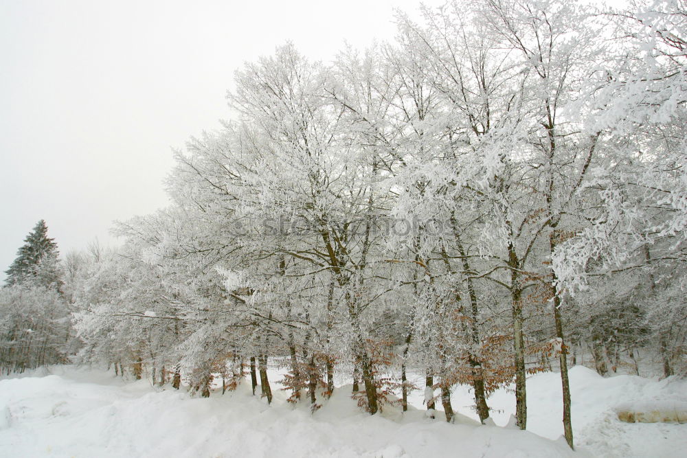 Similar – Schneegestöber Himmel