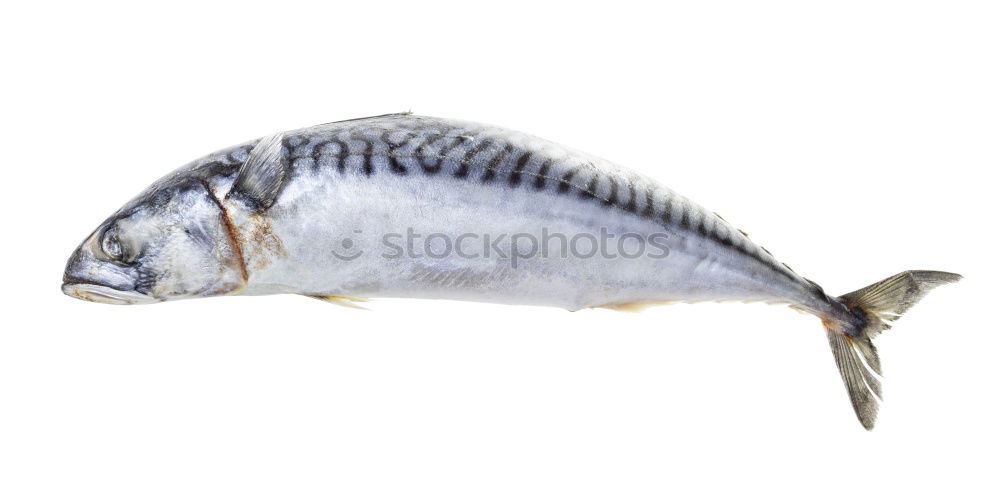 Similar – Image, Stock Photo mackerel Food Fish Seafood