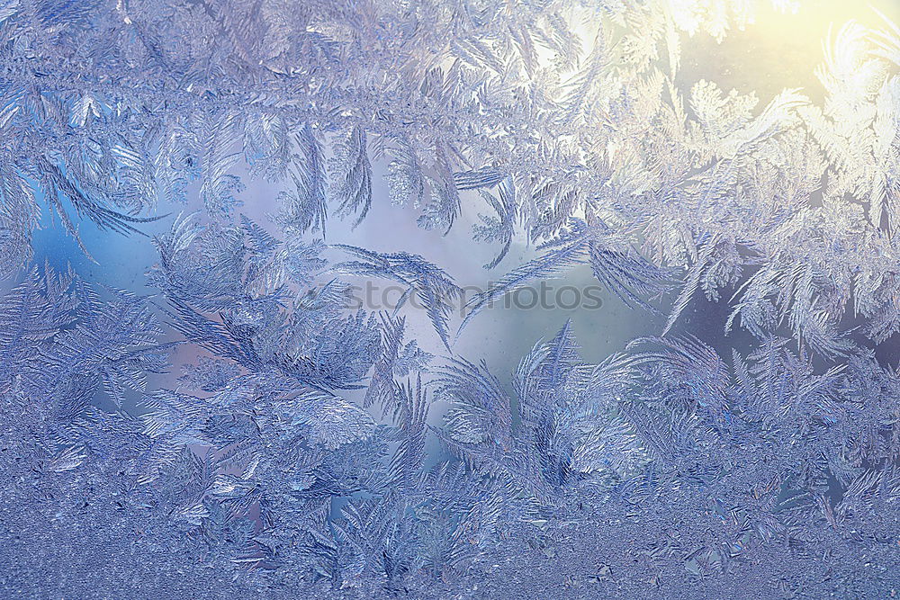 Similar – full-coverage hoarfrost with tips