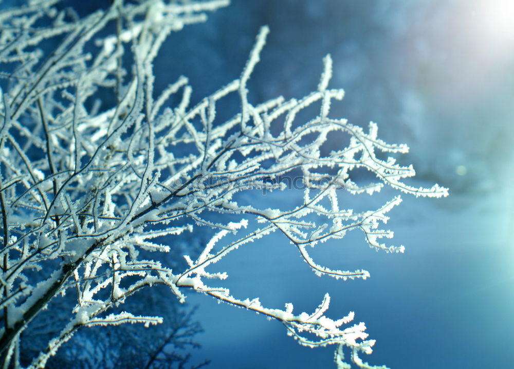 blauweißer Gegenlichtwinter