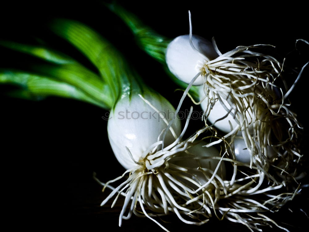 Similar – Fresh green garlic