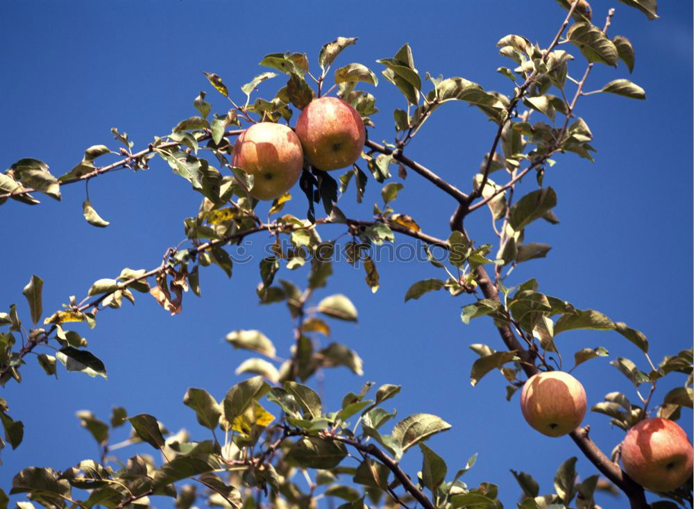 Similar – Adams (last) apple Fruit