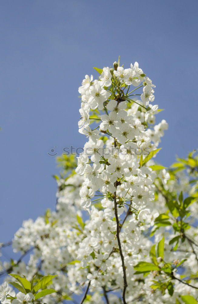 Foto Bild Spring in bloom springen