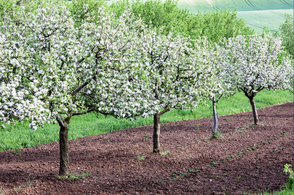 Similar – Image, Stock Photo apple Food Fruit Apple