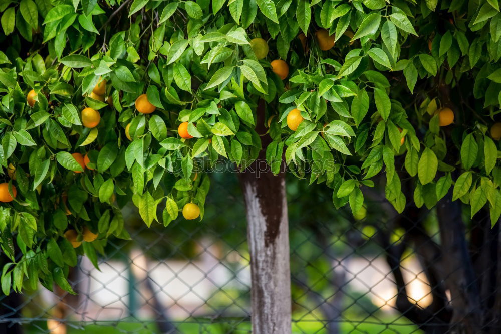 Similar – Image, Stock Photo Fresh Fruit for Rotting Vegetables