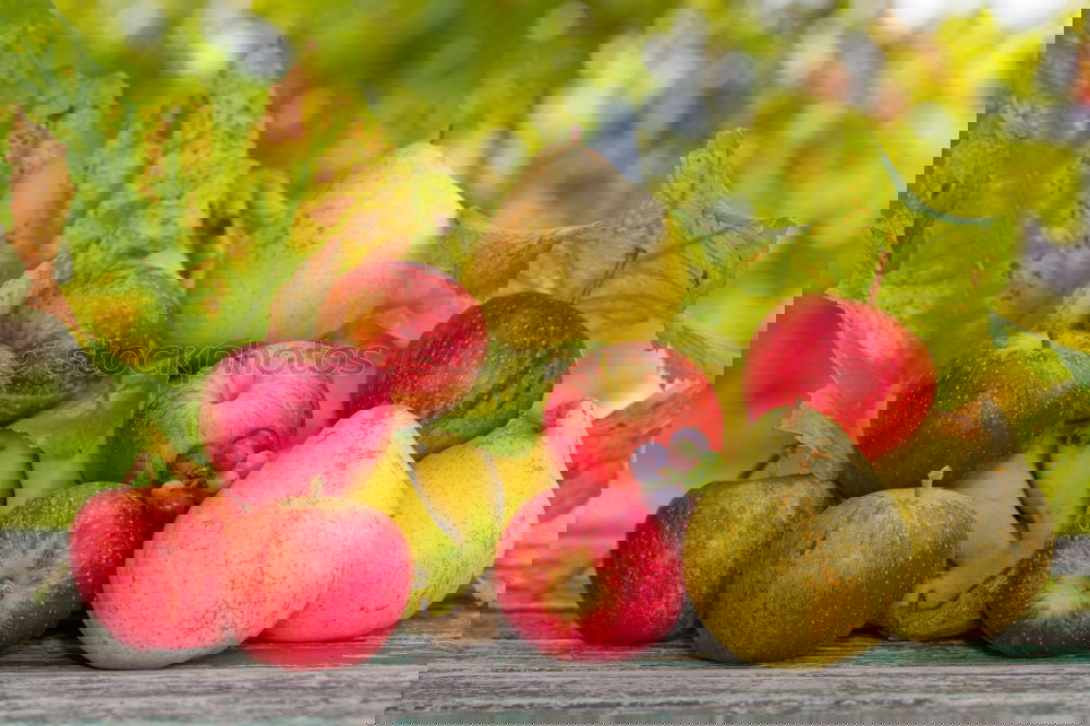 Image, Stock Photo Red-cheeked Elstar apples on the tree
