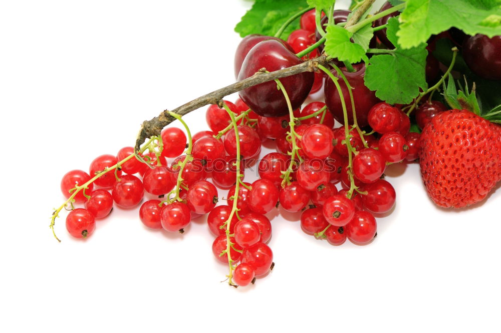 Similar – Image, Stock Photo Red Currant Fruit Dessert