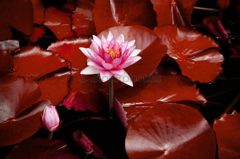 Similar – Image, Stock Photo leaf Leaf Autumn