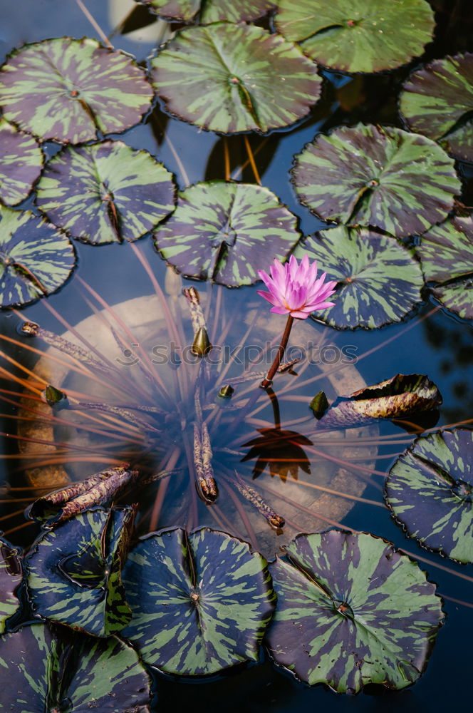 Similar – Image, Stock Photo well Nature Plant Summer