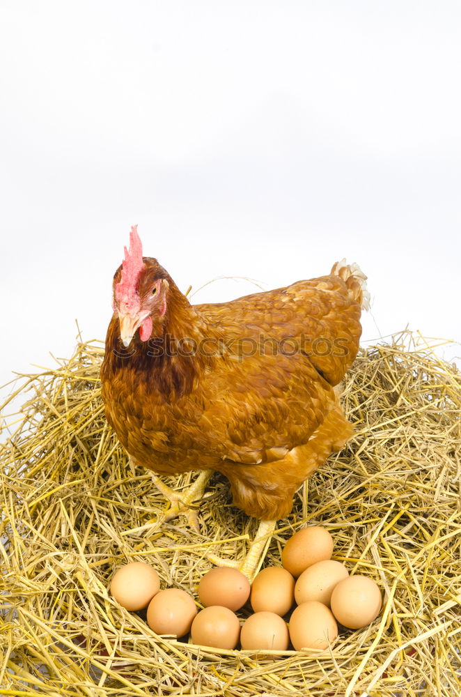 Similar – chicken Incubator