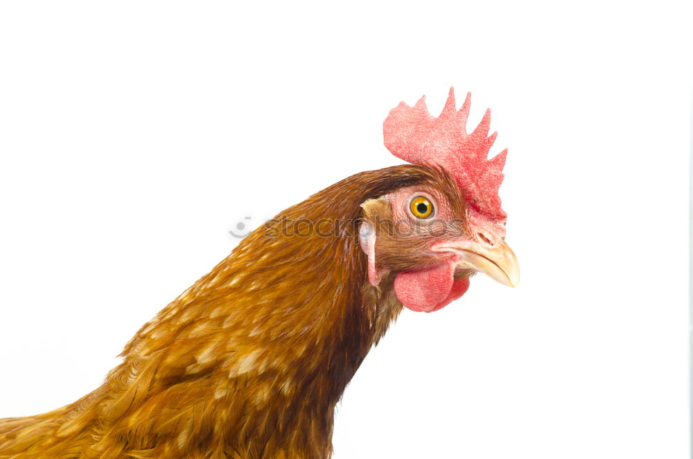 Similar – Image, Stock Photo portrait of colorful hen