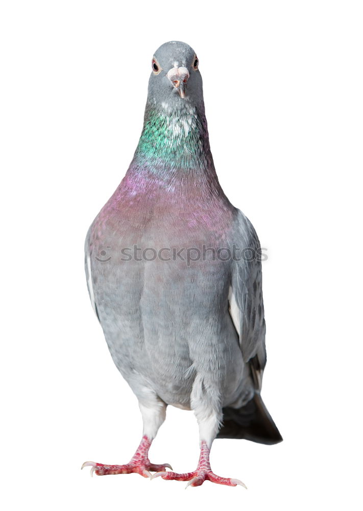 Similar – Image, Stock Photo Portrait of a wild dove