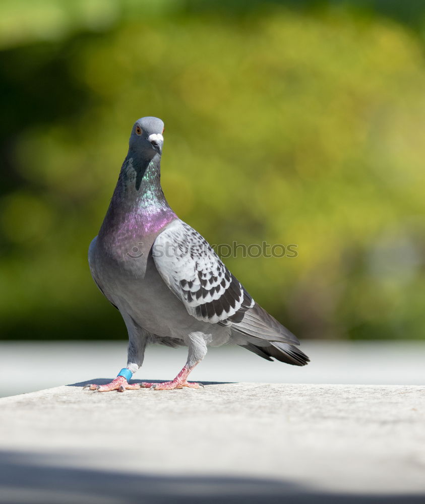 Similar – Foto Bild Portrait Tier Vogel Taube