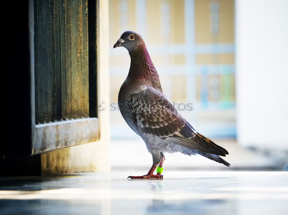 Similar – Image, Stock Photo Small meal for a pigeon . She has found something to eat.