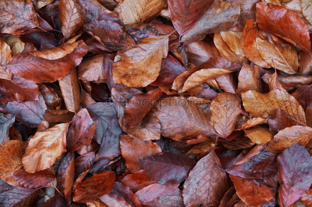 Similar – Hoarfrost covers the leaves on the ground