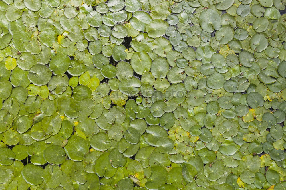 Similar – Undurchschaubar Blatt grün