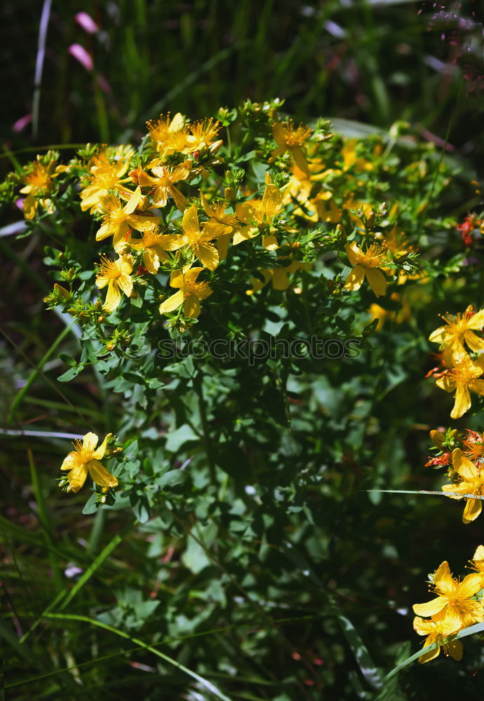 Similar – Image, Stock Photo [H08.2] Dog flower