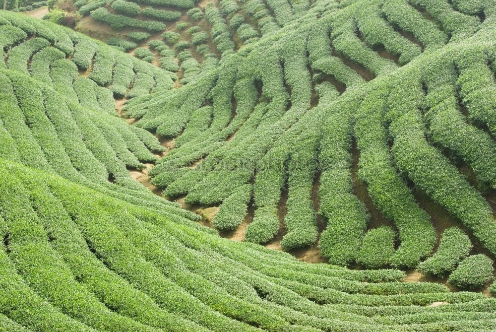 Similar – Foto Bild Grüne Welle ( 100. ) Natur