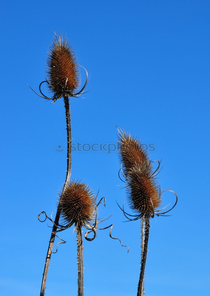 Similar – zerzauste Pusteblume , an der schon einige Samen fehlen