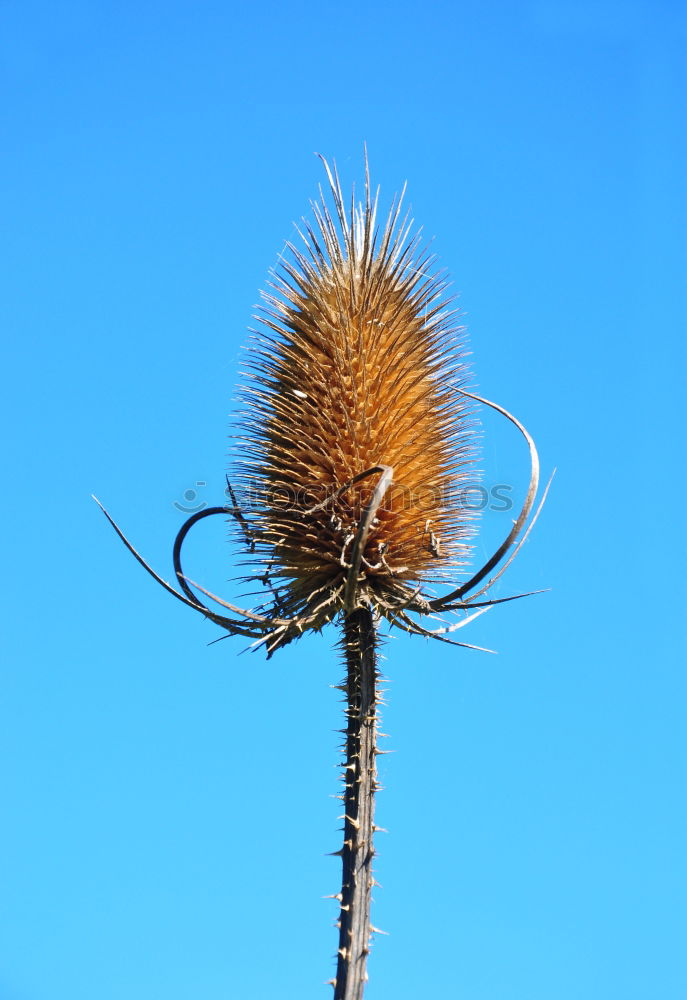 Similar – zerzauste Pusteblume , an der schon einige Samen fehlen