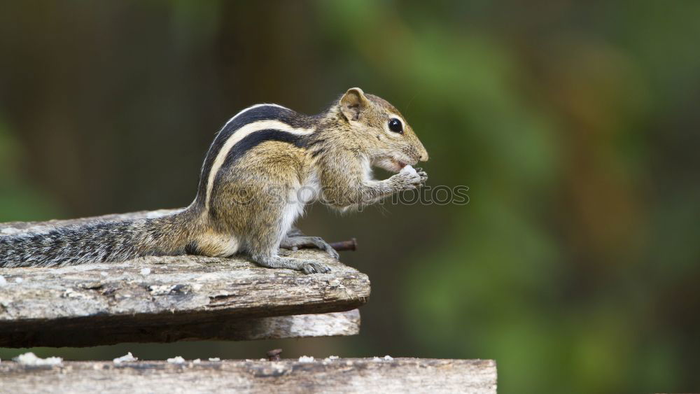 Similar – photobeagle Eichhörnchen