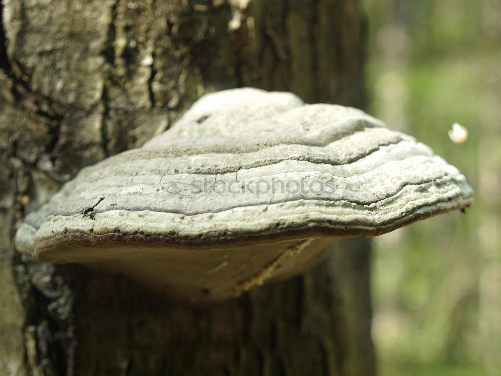 tree mushroom Tree