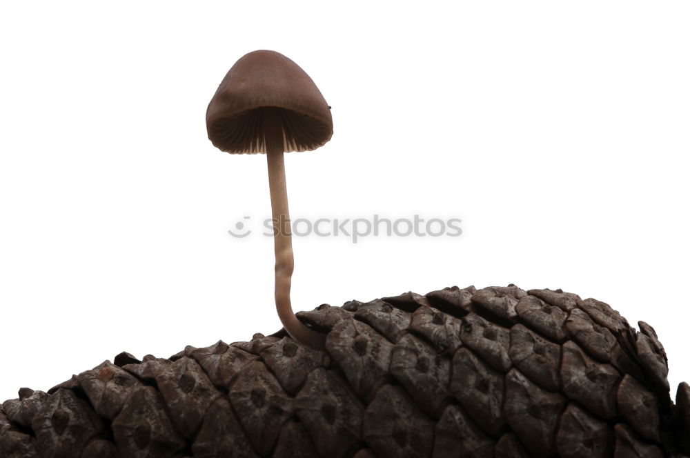 Similar – Image, Stock Photo twisted branch Laos Warped