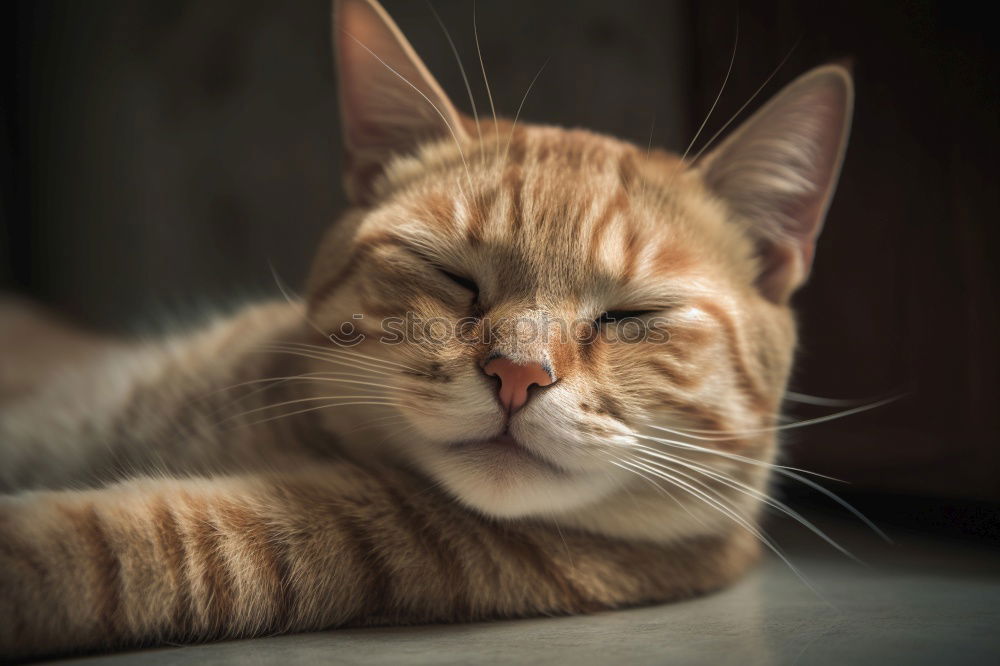 Similar – Image, Stock Photo Cat’s life!
