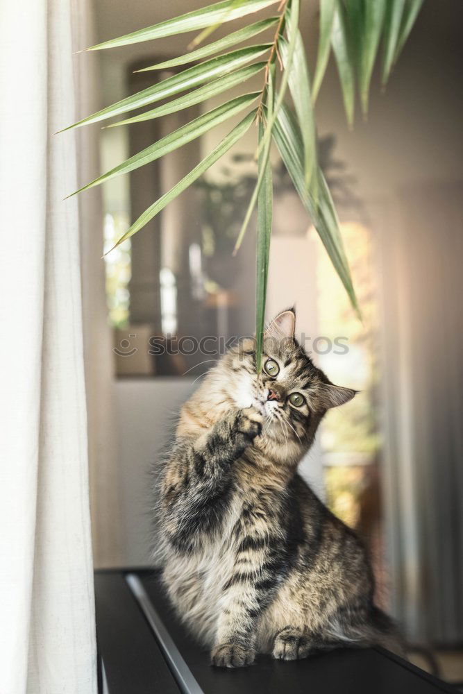 Similar – Image, Stock Photo Katze zwischen Blumen