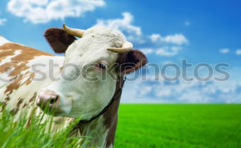 Similar – Image, Stock Photo funny close up cow on green grass pasture outdoors