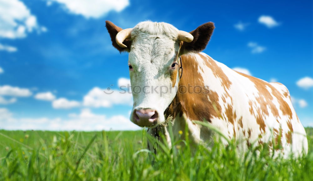 Similar – cow Summer Nature Esthetic