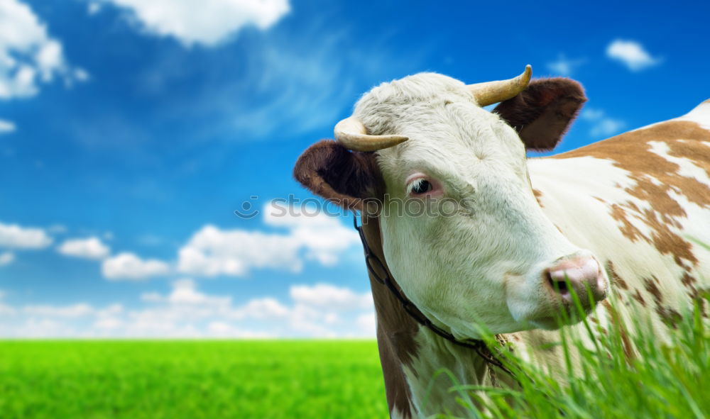 Similar – Image, Stock Photo funny close up cow on green grass pasture outdoors