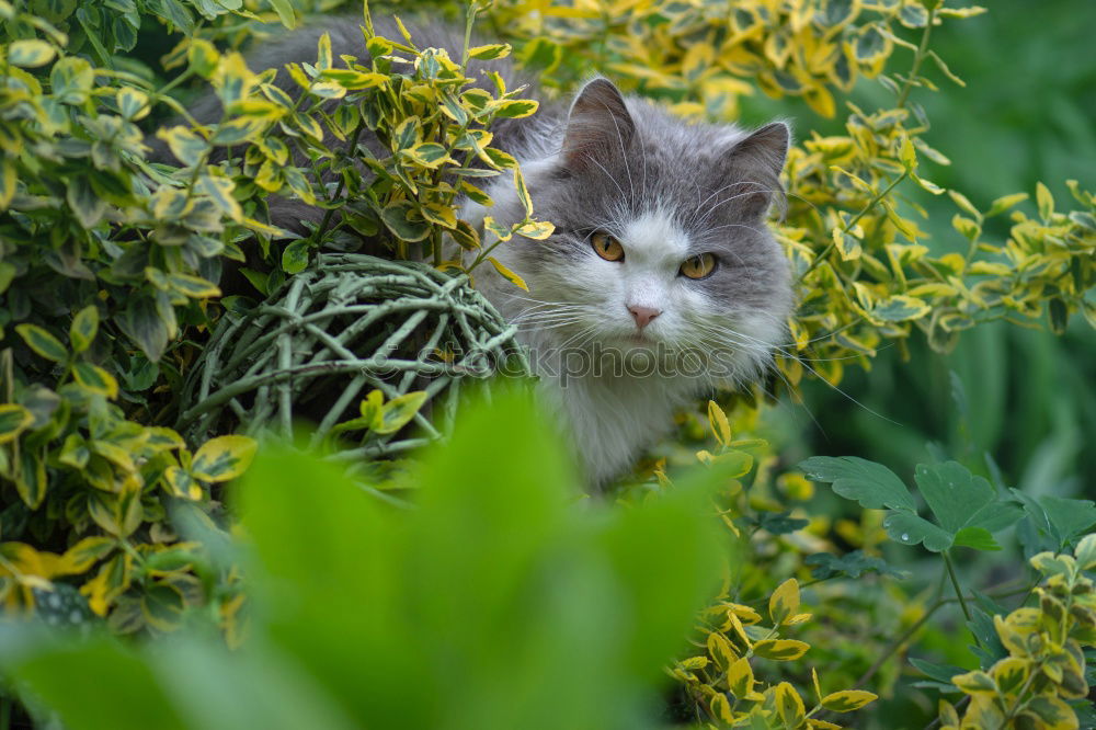 Similar – Katze versteckt in gelben Pflanzen