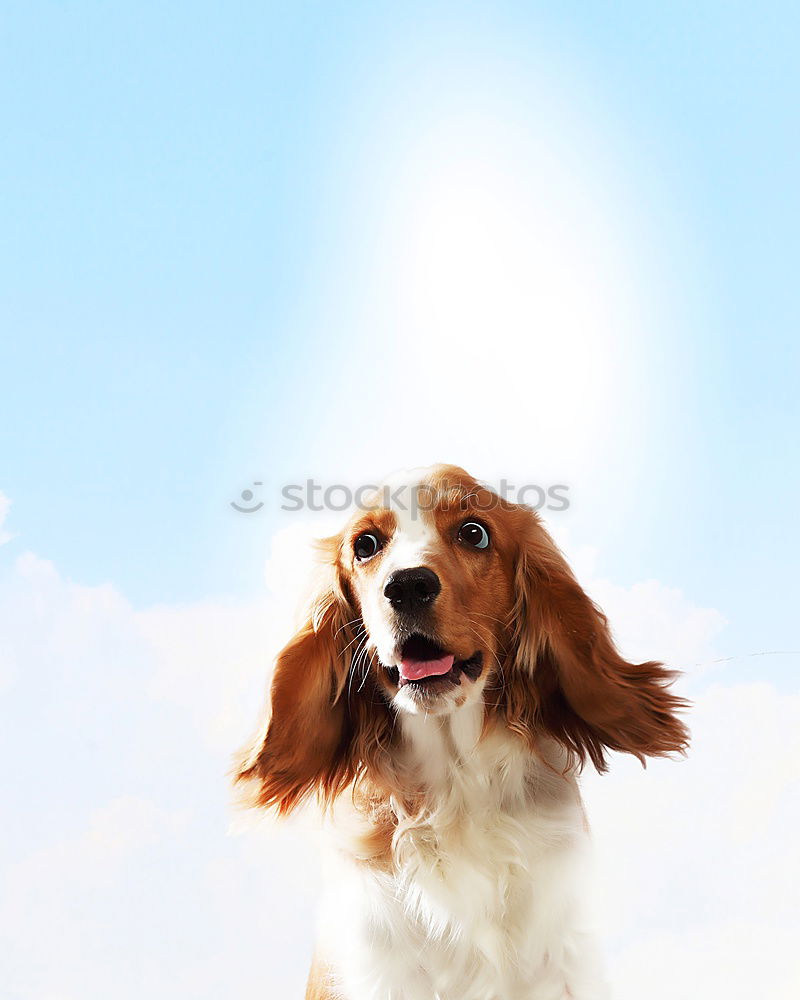 Similar – Image, Stock Photo Ears in the storm Dog Pelt